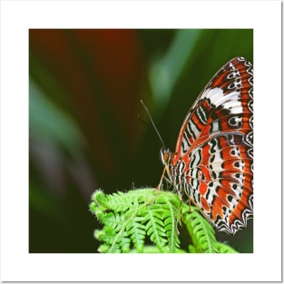 Colorful butterfly Posters and Art
